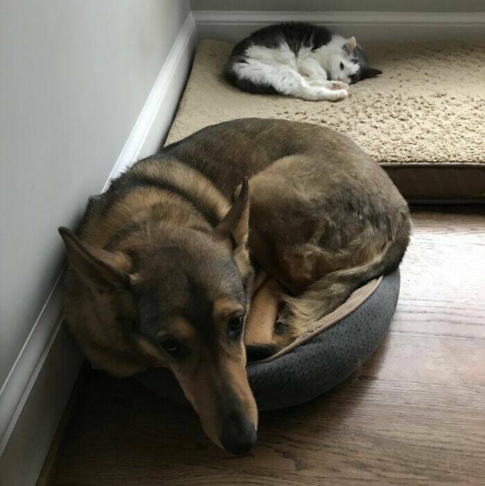 The Funniest Dog Bed Thefts Ever