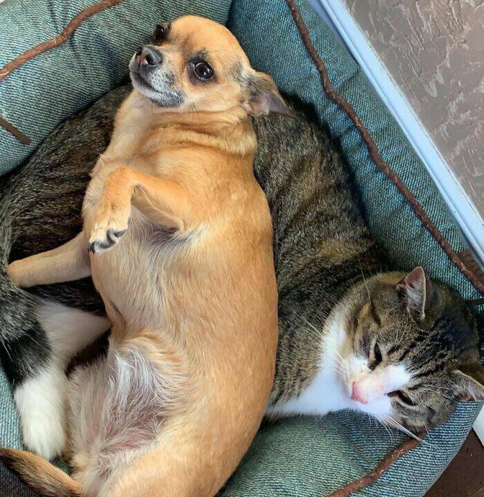 The Funniest Dog Bed Thefts Ever