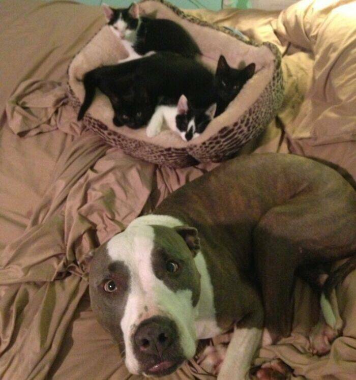 The Funniest Dog Bed Thefts Ever