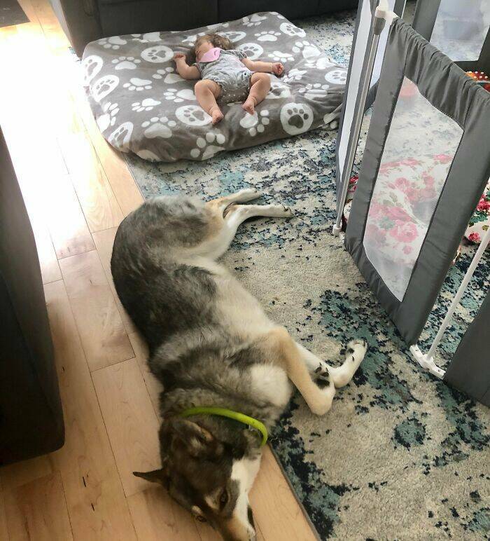 The Funniest Dog Bed Thefts Ever