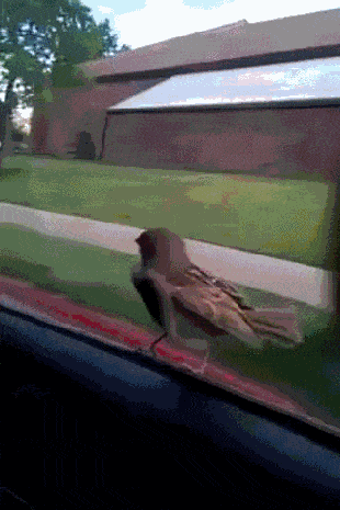 Daily Gifdump Daily Gifdump