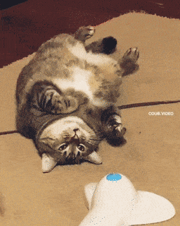 Daily Gifdump Daily Gifdump