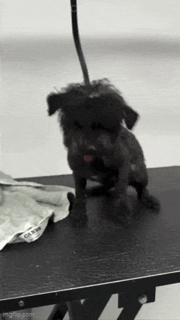 Daily Gifdump Daily Gifdump