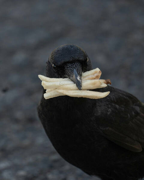 Mind-Blowing Posts That Show How Incredibly Smart Crows Are