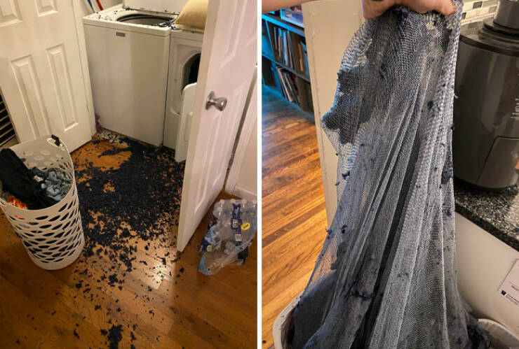 When High Hopes Met Low-Quality Disasters