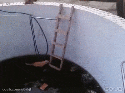 Daily Gifdump Daily Gifdump