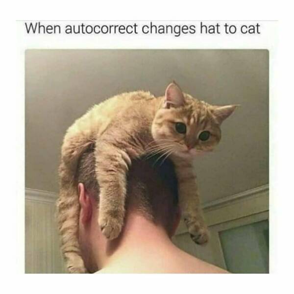 Cat Pics And Memes That Are Pure Comedy Gold
