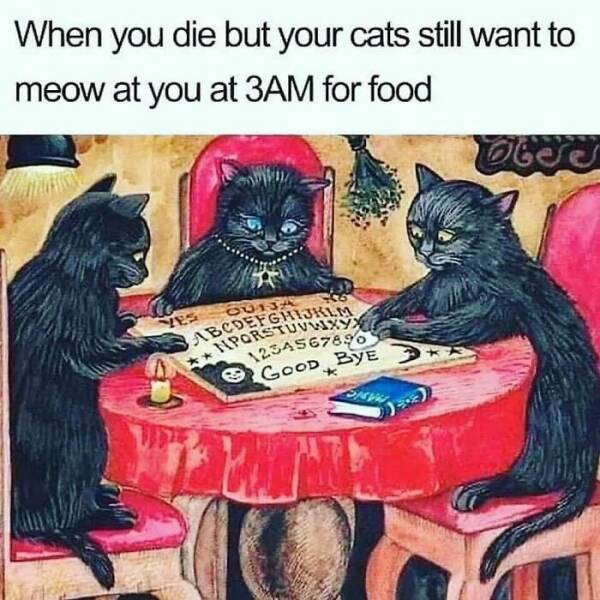Cat Pics And Memes That Are Pure Comedy Gold