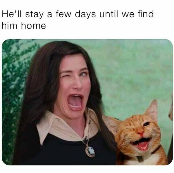 Cat Pics And Memes That Are Pure Comedy Gold