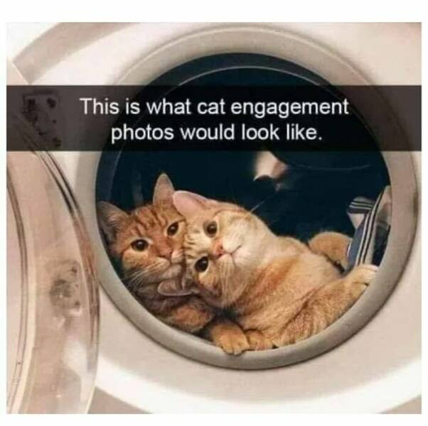 Cat Pics And Memes That Are Pure Comedy Gold