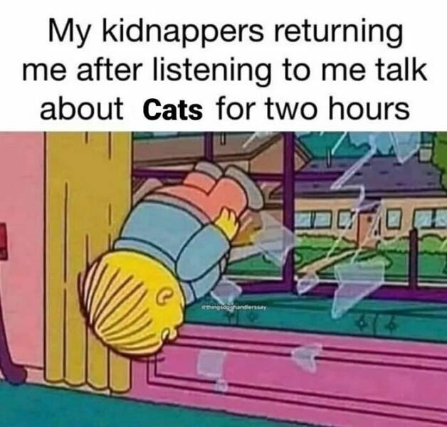 Cat Pics And Memes That Are Pure Comedy Gold