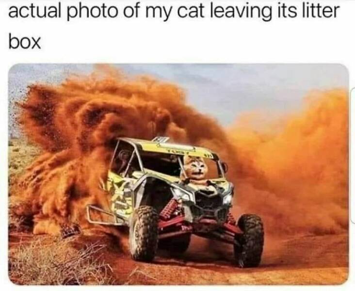 Cat Pics And Memes That Are Pure Comedy Gold
