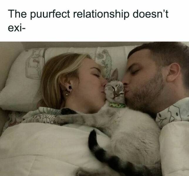 Cat Pics And Memes That Are Pure Comedy Gold