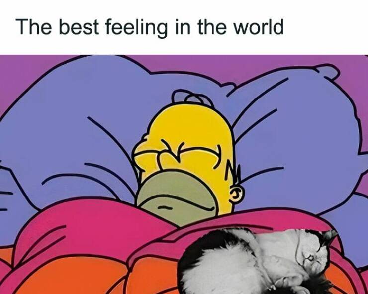 Cat Pics And Memes That Are Pure Comedy Gold