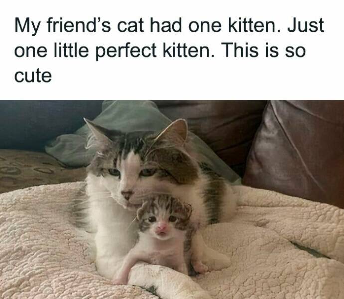Cat Pics And Memes That Are Pure Comedy Gold