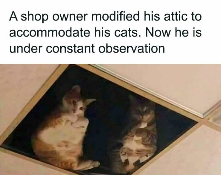 Cat Pics And Memes That Are Pure Comedy Gold