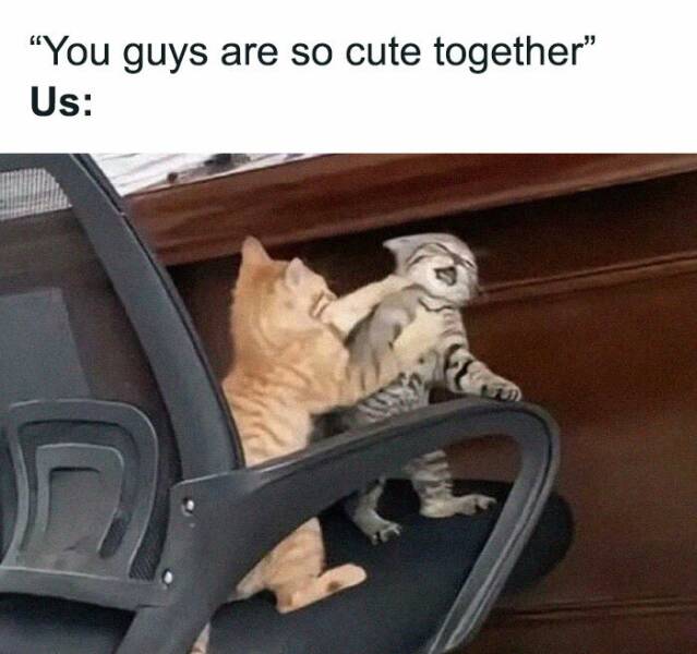 Cat Pics And Memes That Are Pure Comedy Gold