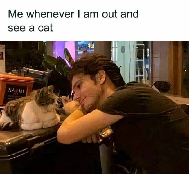 Cat Pics And Memes That Are Pure Comedy Gold