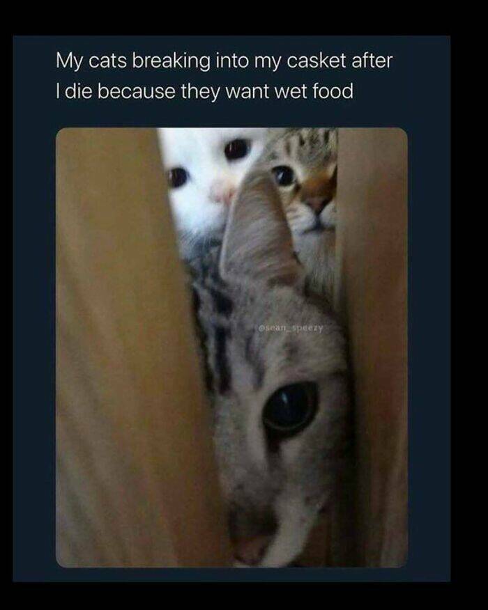 Cat Pics And Memes That Are Pure Comedy Gold
