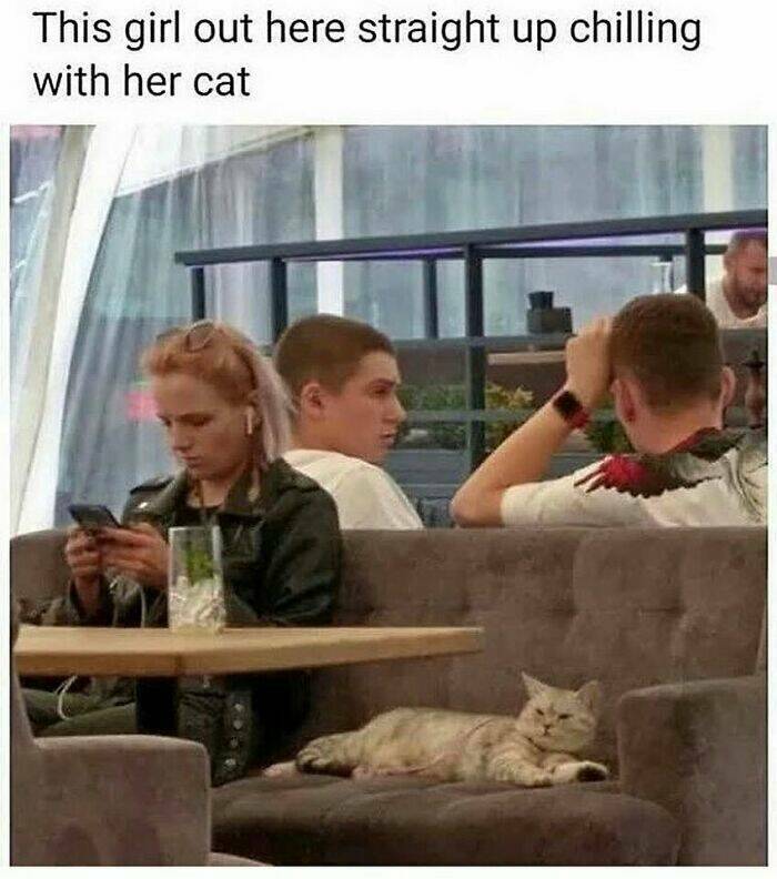 Cat Pics And Memes That Are Pure Comedy Gold
