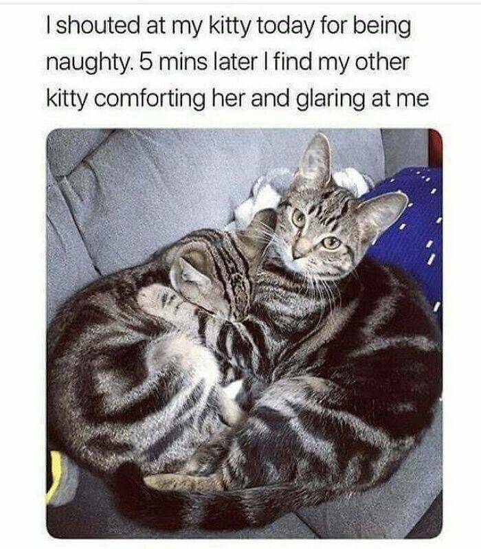 Cat Pics And Memes That Are Pure Comedy Gold