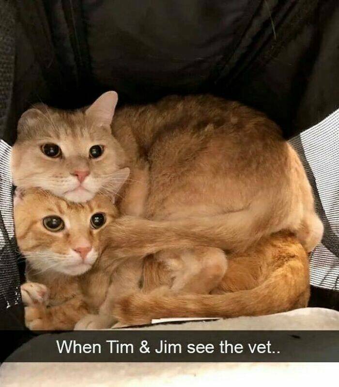 Cat Pics And Memes That Are Pure Comedy Gold