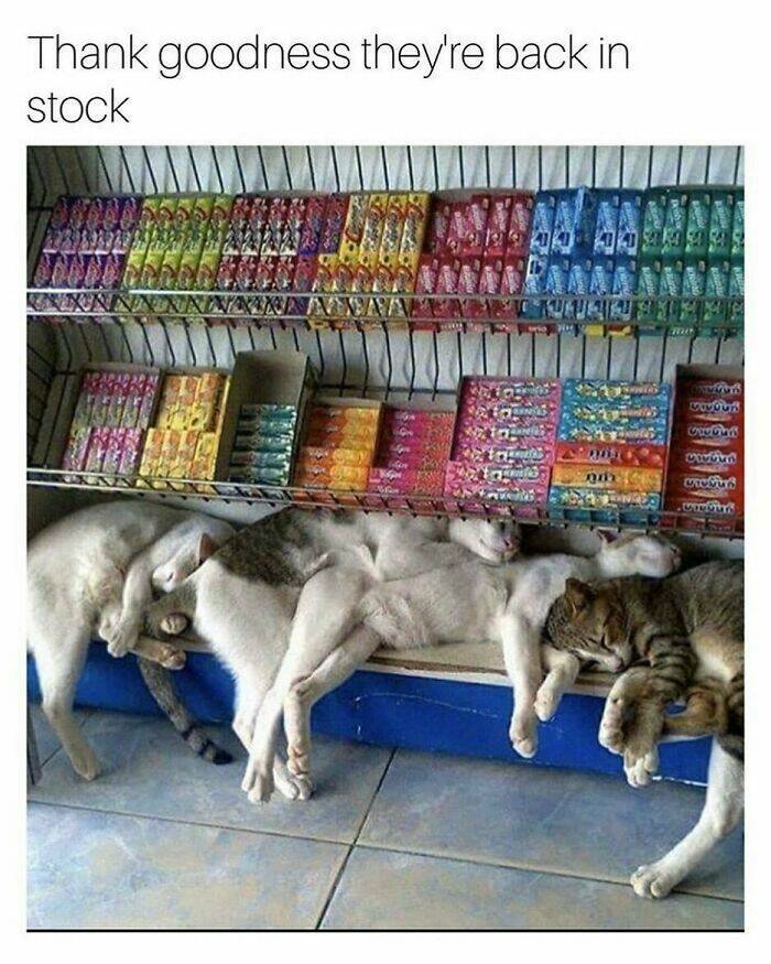 Cat Pics And Memes That Are Pure Comedy Gold