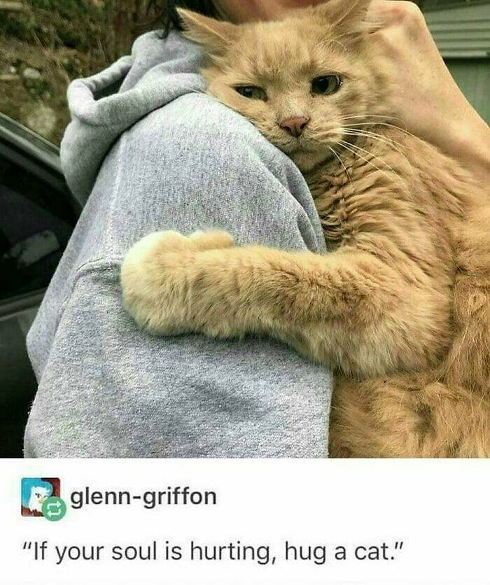 Cat Pics And Memes That Are Pure Comedy Gold