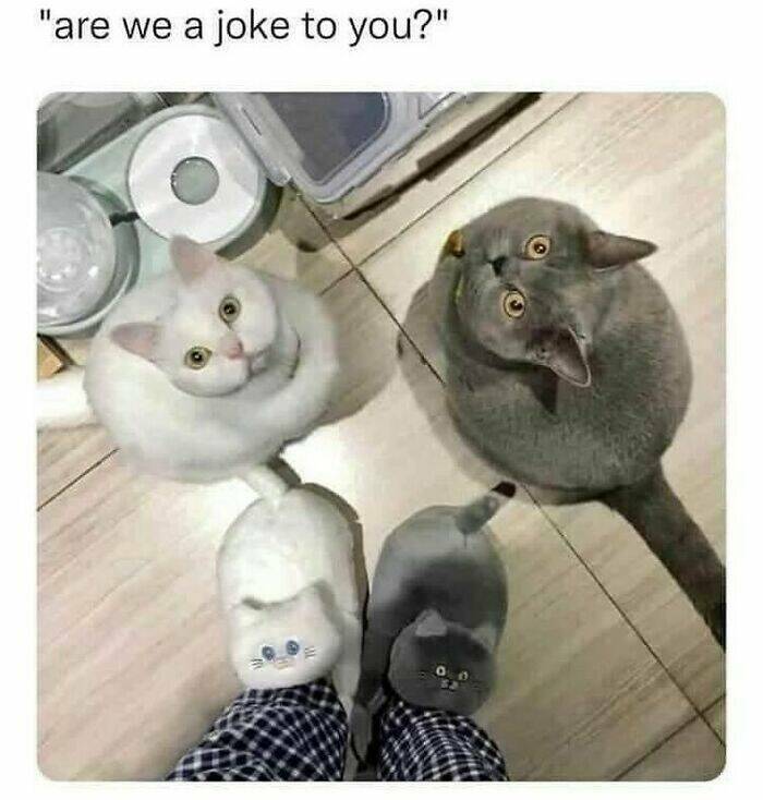 Cat Pics And Memes That Are Pure Comedy Gold