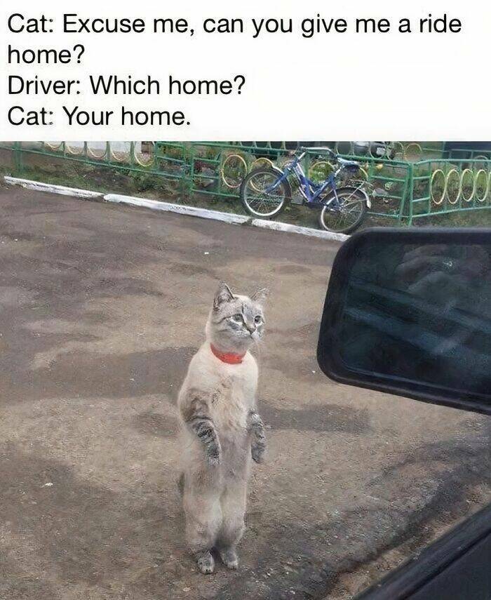 Cat Pics And Memes That Are Pure Comedy Gold