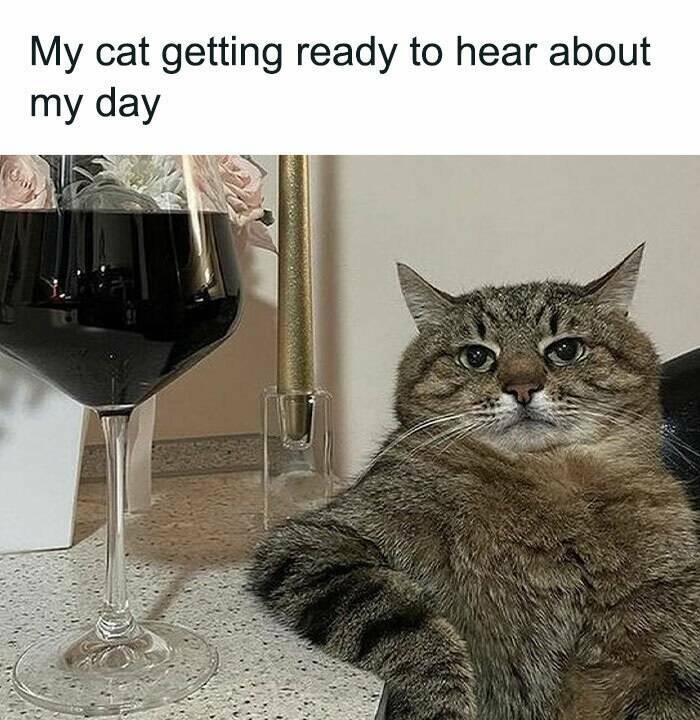 Cat Pics And Memes That Are Pure Comedy Gold