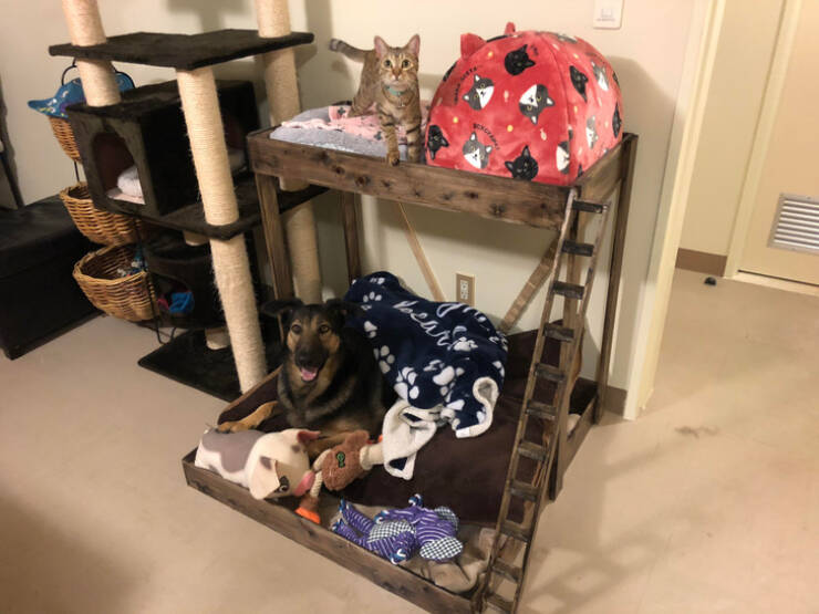 People Who Took Pet Love To A Whole New Level