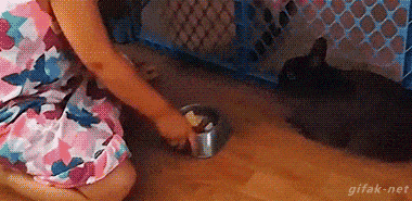 Daily Gifdump Daily Gifdump