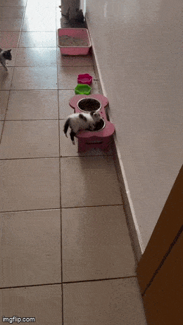 Daily Gifdump Daily Gifdump