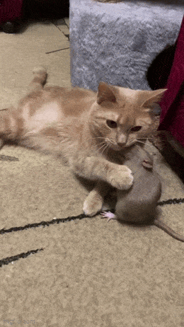 Daily Gifdump Daily Gifdump