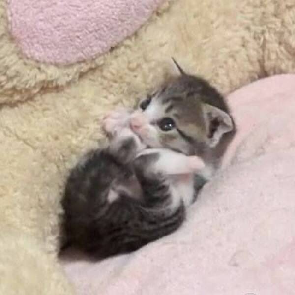 Hilarious Cat Memes That Are Just Too Purrfect Hilarious Cat Memes That Are Just Too Purrfect