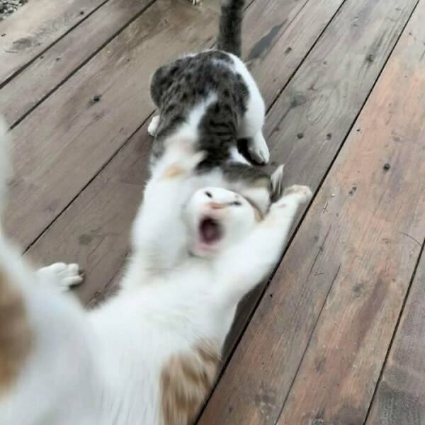 Hilarious Cat Memes That Are Just Too Purrfect Hilarious Cat Memes That Are Just Too Purrfect