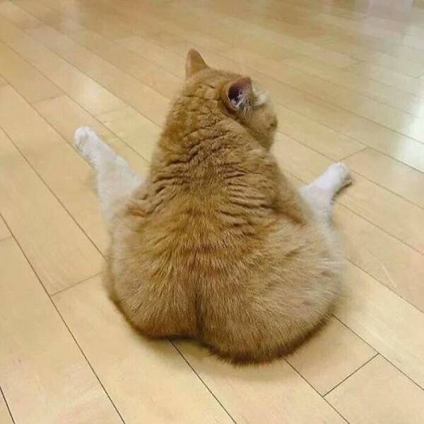 Hilarious Cat Memes That Are Just Too Purrfect Hilarious Cat Memes That Are Just Too Purrfect