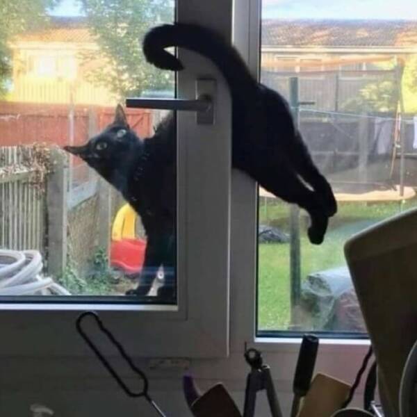 Hilarious Cat Memes That Are Just Too Purrfect Hilarious Cat Memes That Are Just Too Purrfect