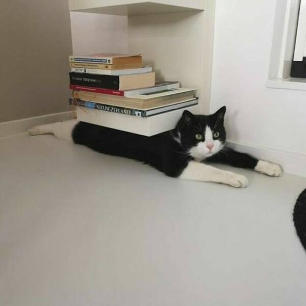 Hilarious Cat Memes That Are Just Too Purrfect Hilarious Cat Memes That Are Just Too Purrfect