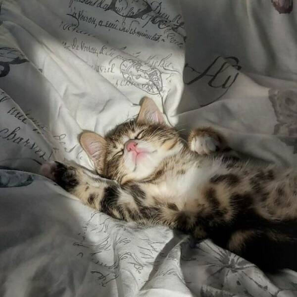 Hilarious Cat Memes That Are Just Too Purrfect Hilarious Cat Memes That Are Just Too Purrfect