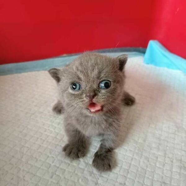 Hilarious Cat Memes That Are Just Too Purrfect Hilarious Cat Memes That Are Just Too Purrfect