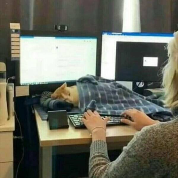 Hilarious Cat Memes That Are Just Too Purrfect Hilarious Cat Memes That Are Just Too Purrfect