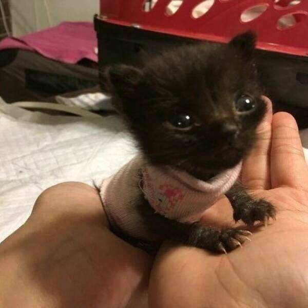 Hilarious Cat Memes That Are Just Too Purrfect Hilarious Cat Memes That Are Just Too Purrfect