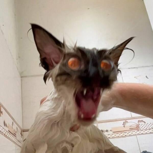 Hilarious Cat Memes That Are Just Too Purrfect Hilarious Cat Memes That Are Just Too Purrfect