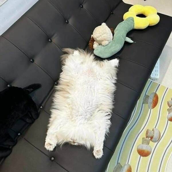 Hilarious Cat Memes That Are Just Too Purrfect Hilarious Cat Memes That Are Just Too Purrfect