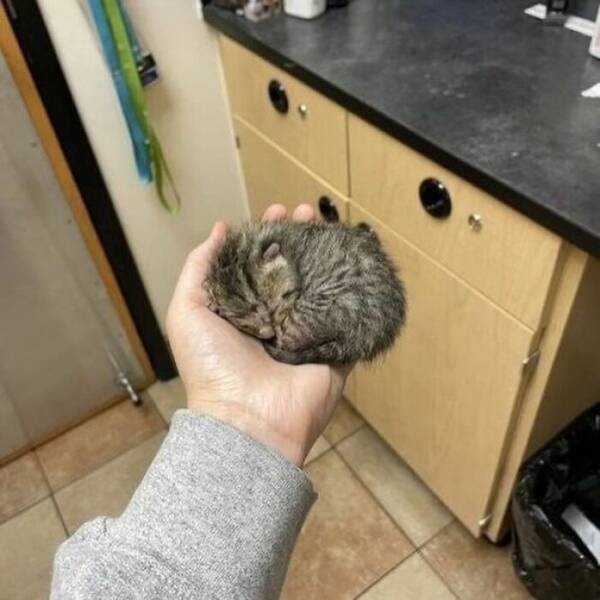 Hilarious Cat Memes That Are Just Too Purrfect Hilarious Cat Memes That Are Just Too Purrfect