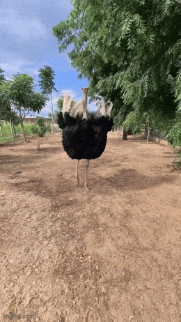 Daily Gifdump Daily Gifdump