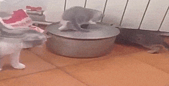 Daily Gifdump Daily Gifdump