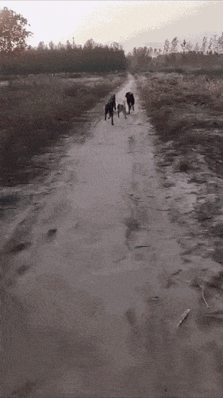 Daily Gifdump [WEEKEND EDITION]